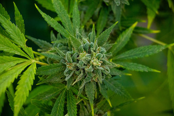 close up of marijuana leaf