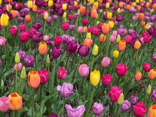 Colorful field of tulips blooming in the spring