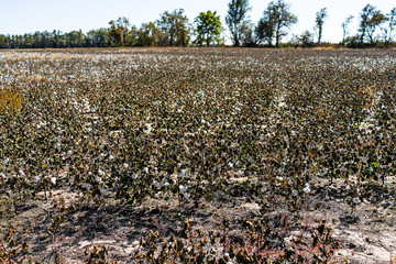 Landscape open view in autumn Missouri or Kansas countryside with brown field of many cotton plants agriculture