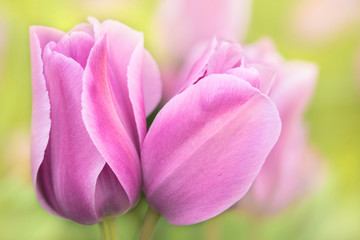 Macro closeup of two purple lilac soft pastel focus tulips flowers showing texture and blurry bokeh background