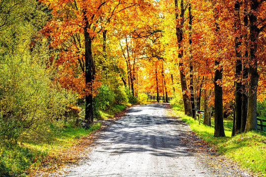 Entrance street gravel dirt road during orange red autumn in rural countryside in northern Virginia with trees lining path in vibrant foliage neighborhood