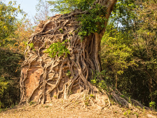 Overgrown temple in Prasat Sambor - Sambor Prei Kuk, Cambodia