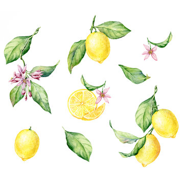 Set Of Hand Drawn Watercolor Botanical Illustration Of Fresh Yellow Lemons. Vector