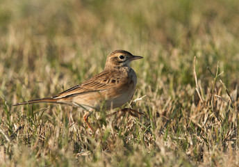 Tawny pipit running on the grasses