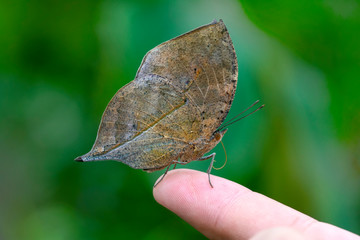 Obraz premium Beautiful Closeup at your fingertips in a summer garden