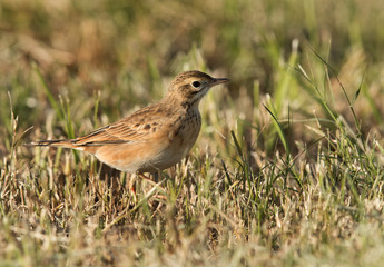 Beautiful Tawny pipit, Bahrain