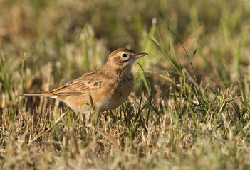 Tawny pipit in the mid of grasses