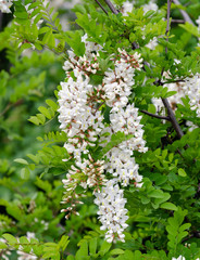 flowering acacia tree white warm spring day