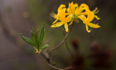 Azaleen Blüten in Closeup