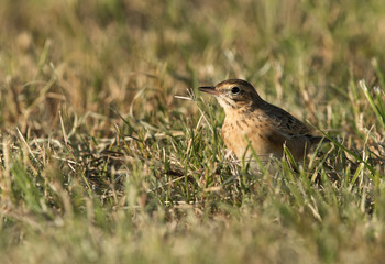 Tawny pipit inside the grasses, Bahrain