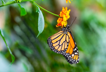 Monarch, Danaus plexippus is a milkweed butterfly (subfamily Danainae) in the family Nymphalidae butterfly in nature habitat.