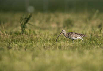 Eurasian curlew feeding the grasses