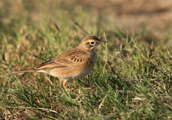 Tawny pipit on the grass, Bahrain