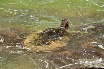 Large green sea turtle resting on the sand of a beach on Maui.