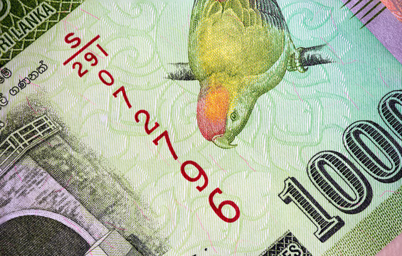 Macro photography of 1000 Sri Lanka Rupee or Rupie. Paper currency of the republic Sri Lanka. Money of the island country. Close up to the colorful Sri Lanka hanging parrot on front of the banknote