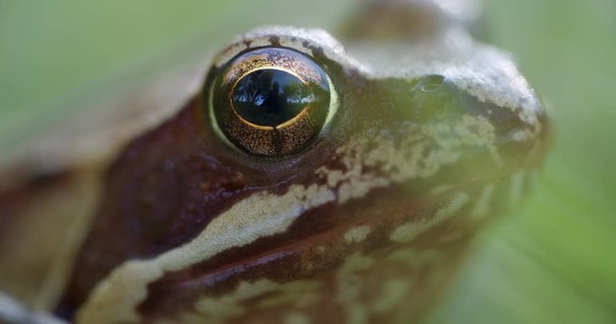 Close-up frog in the wild. hid among leaves and sticks. Macro shooting