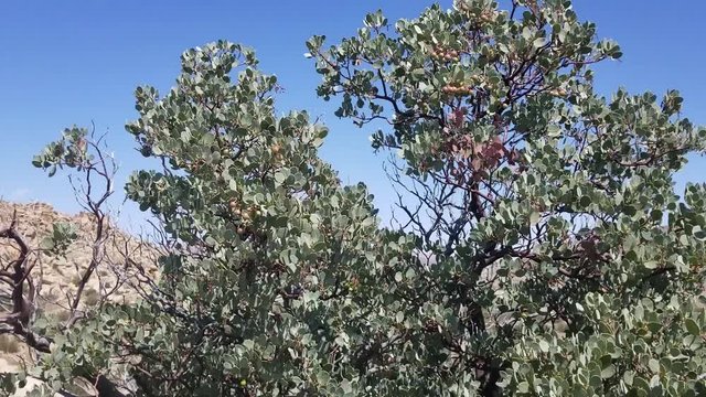 Big Berry Manzanita, Arctostaphylos Glauca, native shrub of Pioneertown Mountains Preserve in the Southern Mojave Desert, presents foliage with truly transfixing texture and color.