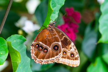 Blue Morpho, Morpho peleides, big butterfly sitting on green leaves, beautiful insect in the nature habitat