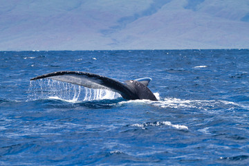 Massive humpback whale fluke breaking the surface of the Ocean on Maui.