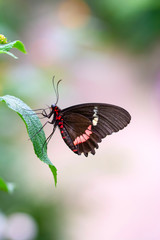Beautiful  heliconius  butterfly  sitting on flower in a summer garden

