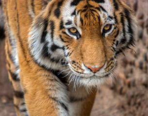 Tiger close-up