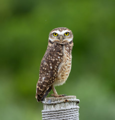 Beautiful Burrowing Owl (Athene cunicularia) , also known as coruja-buraqueira, standing on a pole.