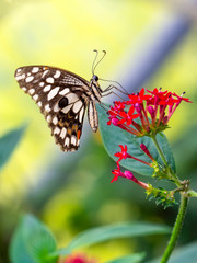 Closeup beautiful butterfly in a summer garden

