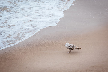 mewa na plaży © Kwiatkowski