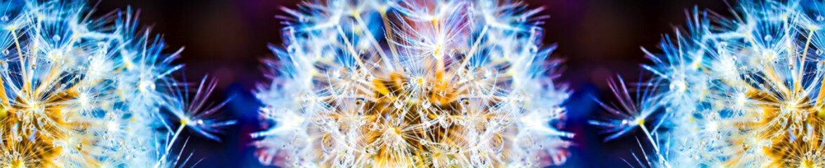 Colorful dandelion macro with lots of dew on a dark background. Panoramic high resolution	 - obrazy, fototapety, plakaty