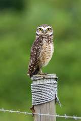 Beautiful Burrowing Owl (Athene cunicularia) , also known as coruja-buraqueira, standing on a pole.