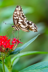 Closeup beautiful butterfly in a summer garden

