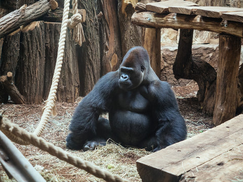 goryl w zoo