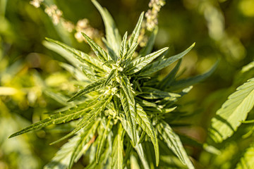 Hanf, Hemp, Cbd, Plant, Grow, Thc, Hempseed, Hempplant, Green, Grow, Sativa, Cbdoil, Cannabidiol, 