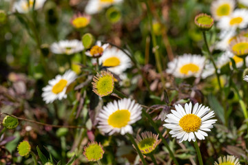 Close up of Mexican daisies with white petals and yellow centres, growing in a rockery. The flowers attract bees and butterflies.