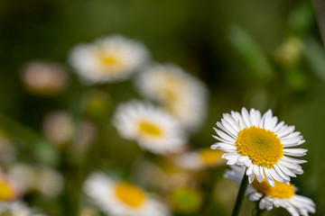 Close up of Mexican daisies with white petals and yellow centres, growing in a rockery. The flowers attract bees and butterflies.