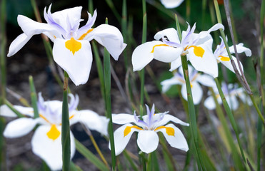 In southern California, 'Siberian Iris' (Dietes iridioides), also called Moraea, bursts into bloom 3 or 4 times yearly.