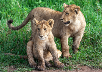 Lion cubs