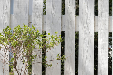 Young green tree on the background of the white old fence