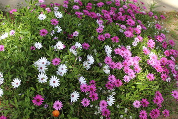 pink and white flowers in a garden