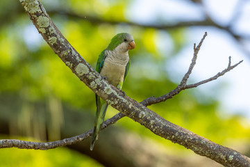 A beautiful parakeet Monk Parakeet (Myiopsitta monachus), also know as  Caturrita in Brazil, in their natural habitat at Atlantic forest, Rio de Janeiro, Brazil.