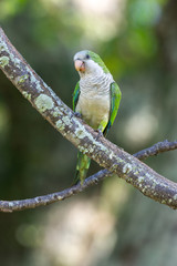 A beautiful parakeet Monk Parakeet (Myiopsitta monachus), also know as  Caturrita in Brazil, in their natural habitat at Atlantic forest, Rio de Janeiro, Brazil.