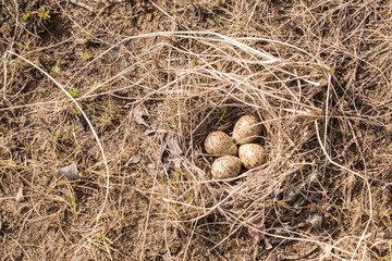 Four-egg dunlin nest built from dry grass on the ground