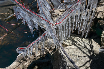 Icicles hanging from shrubs and branches after ice storm