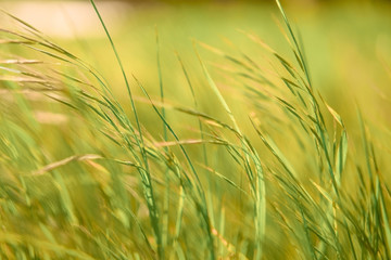 Soft focus - juicy fresh green grass glistens in the sun. Sunny summer background.