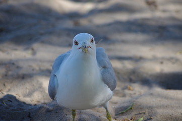 seagull on the beach
