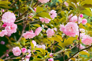 Fototapeta premium blossom,flower,blooming,pink,floral,leaves,leaf,tree,plant,plants,nature,petal,petals, botanical,botany,scenery,beauty,color,colors,garden,springtime, spring,fragrant,macro,closeup,