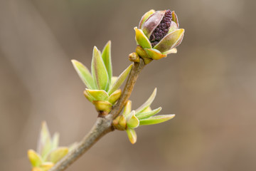 Flower Bud on a Lilac Bush