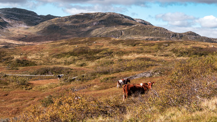 Fototapeta premium Cows group walking on wild norwegian autumn mountains fields pasture. Norway farming free land picturesque landscape