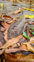 Carcasa de pescado viejo