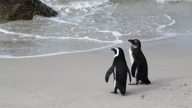 Lockdown shot of two cute penguins standing on a scenic shore and looking around - Cape Town, South Africa